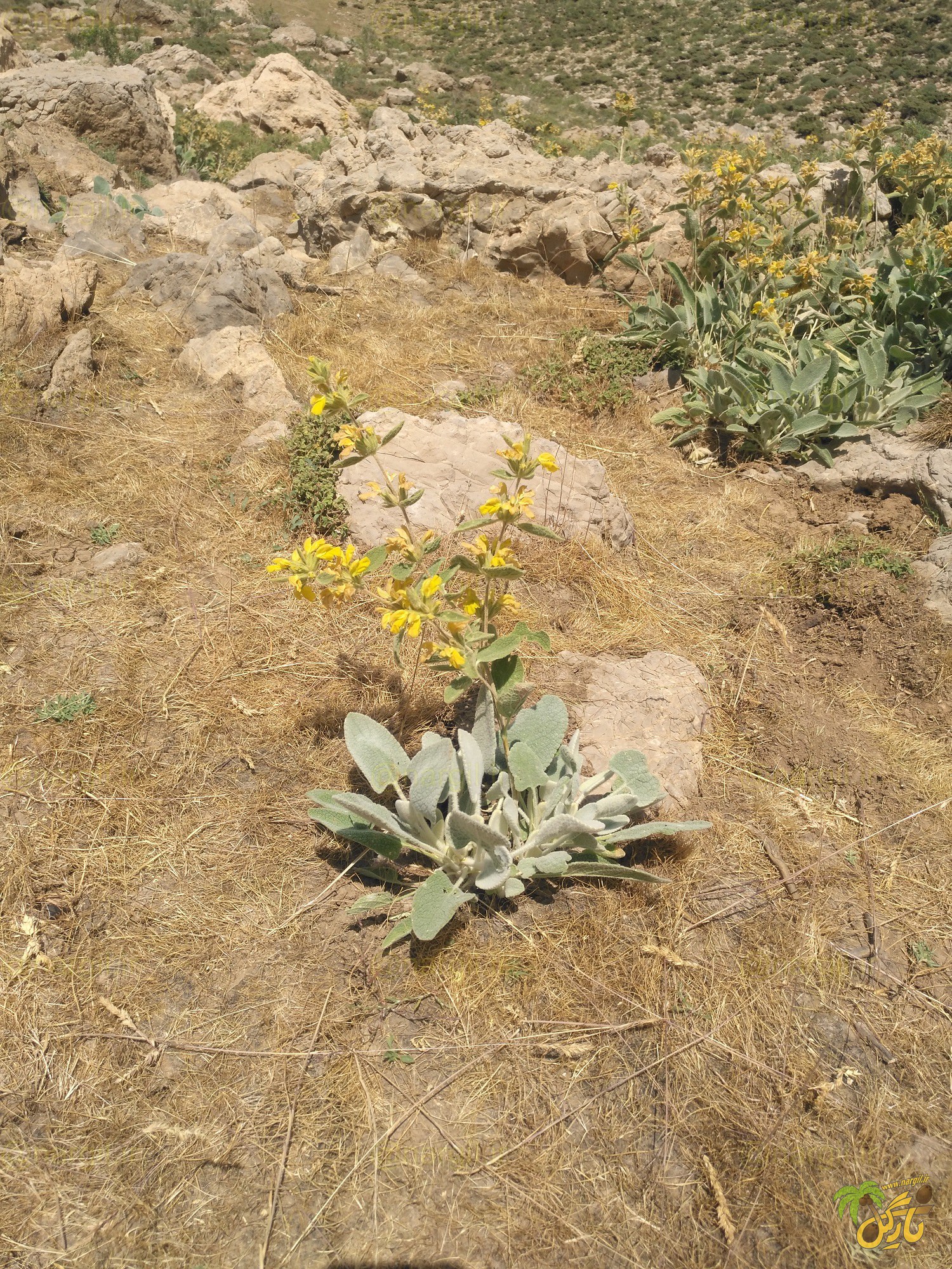 Phlomis aucheri